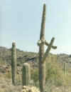 cactus.jpg 